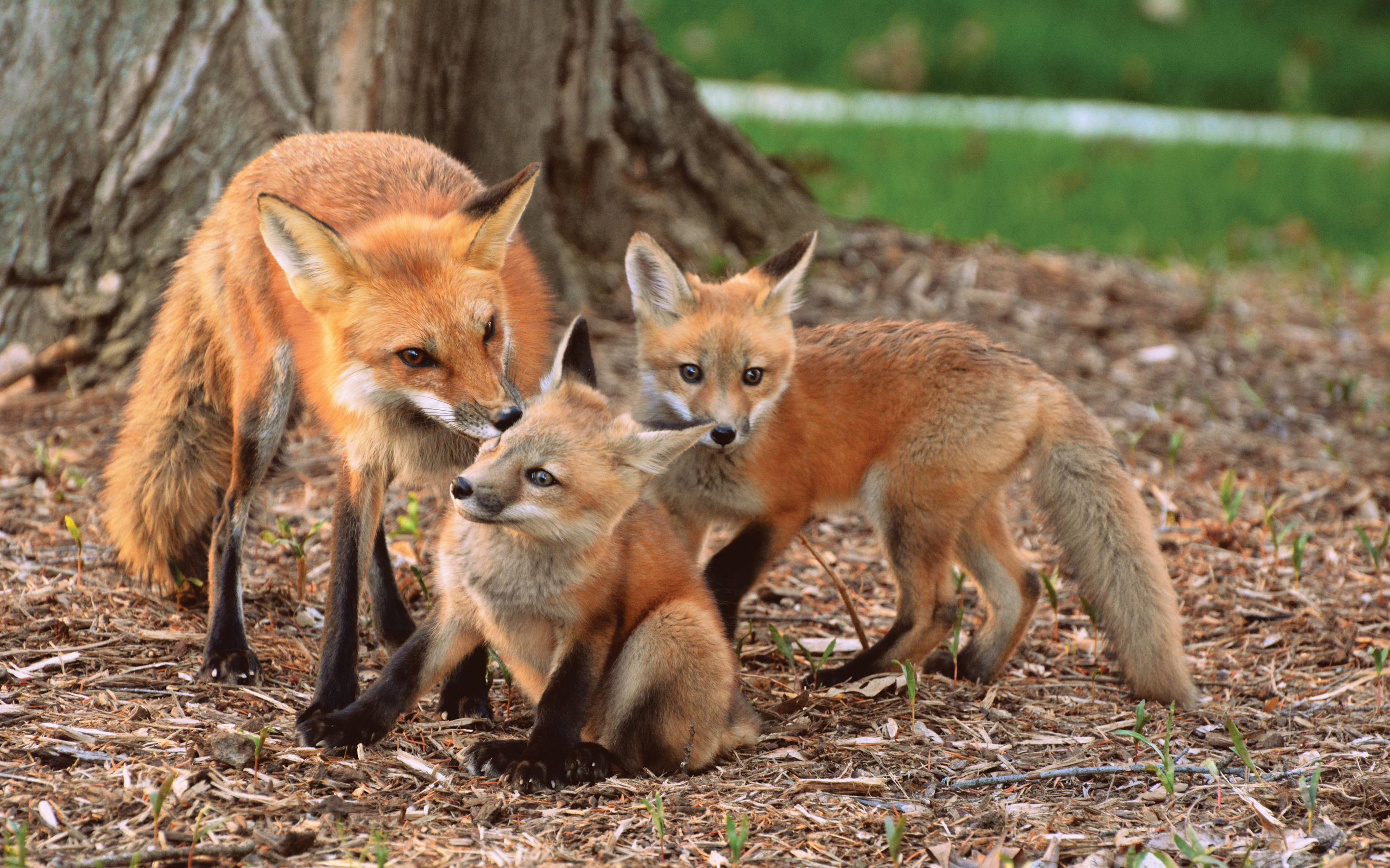 Those are foxes. Лиса. Лиса с лисятами. Картинка лиса с лисятами. Картина лиса с лисятами.